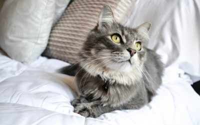Seguro para mascotas
